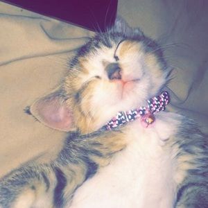 Meet your Posher, Peyton